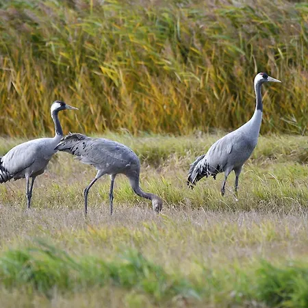 Mueritzgarten Garni 3* Röbel